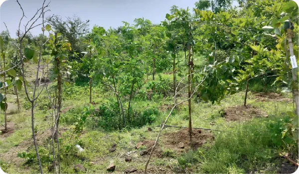 Conventional Plantation